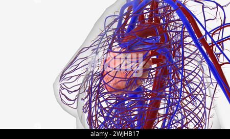 Das Herz ist ein faustgroßes Organ, das Blut durch den Körper pumpt 3D Illustration Stockfoto