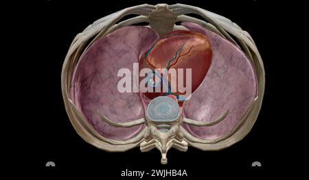 Das Herz ist ein muskuläres Organ, das Blut durch das Kreislaufsystem zirkuliert und es durch den Körper pumpt 3D-Rendering Stockfoto