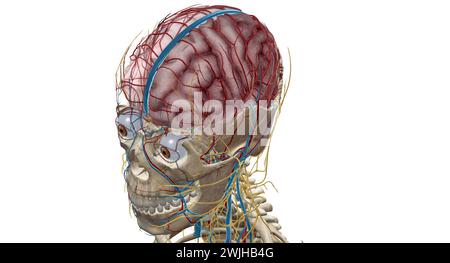 Das Gehirn erhält Blut von zwei Quellen, den inneren Karotis-Arterien, die an der Stelle im Hals entstehen, an der die gemeinsamen Karotis-Arterien bifur sind Stockfoto