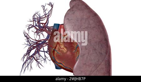 Pulmonalarterien sind Blutgefäße, die Blut vom Herzen in die Lunge mit 3D-Rendering transportieren Stockfoto