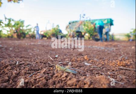 Marokkanische Heuschrecke auf rotem Tonöl während der Erntezeit. Traubenpflücker unten Stockfoto