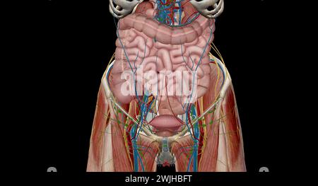 Das Becken ist der untere Teil des Rumpfes, der sich zwischen dem Bauch und den unteren Extremitäten befindet.3D-Rendering Stockfoto