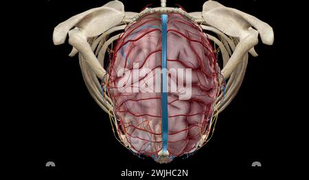 Das Gehirn erhält Blut von zwei Quellen, den inneren Karotis-Arterien, die an der Stelle im Hals entstehen, an der die gemeinsamen Karotis-Arterien bifur sind Stockfoto