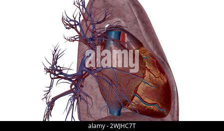 Pulmonalarterien sind Blutgefäße, die Blut vom Herzen in die Lunge mit 3D-Rendering transportieren Stockfoto