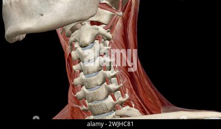 Diese Muskeln sind hauptsächlich für die Bewegung des Kopfes in alle Richtungen verantwortlich. 3D-Rendering Stockfoto