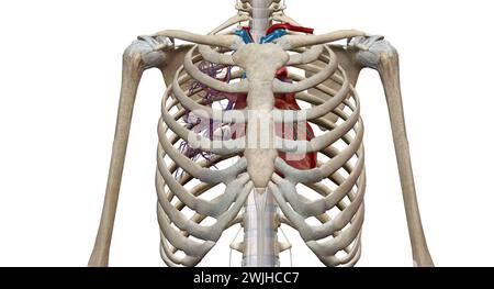 Das Herz ist ein muskuläres Organ, das Blut durch das Kreislaufsystem zirkuliert und es durch den Körper pumpt 3D-Rendering Stockfoto