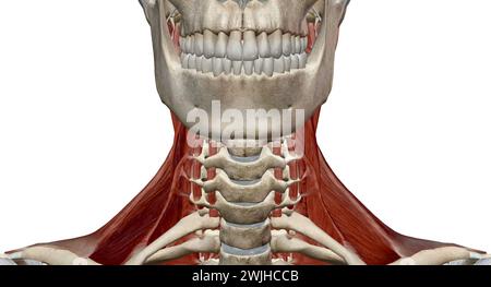 Diese Muskeln sind hauptsächlich für die Bewegung des Kopfes in alle Richtungen verantwortlich. 3D-Rendering Stockfoto