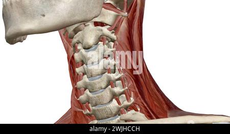 Diese Muskeln sind hauptsächlich für die Bewegung des Kopfes in alle Richtungen verantwortlich. 3D-Rendering Stockfoto