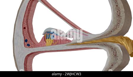 Die Cochlea ist der p des Innenohrs, der am Hören beteiligt ist. 3D-Rendering Stockfoto