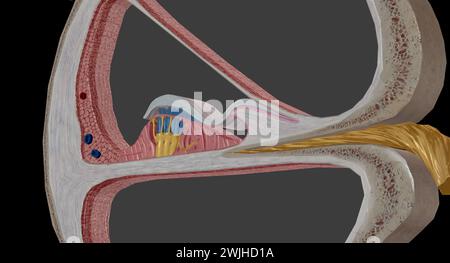 Die Cochlea ist der p des Innenohrs, der am Hören beteiligt ist. 3D-Rendering Stockfoto