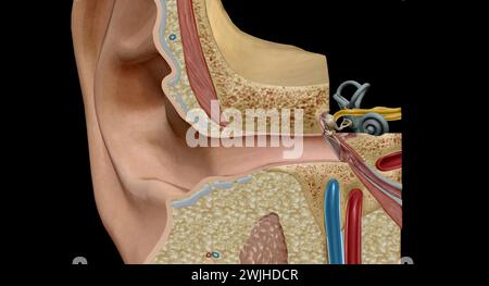 Ein Ohr ist das Organ, das das Hören und, bei Säugetieren, das Körpergleichgewicht mithilfe des vestibulären Systems ermöglicht. 3D-Rendering Stockfoto