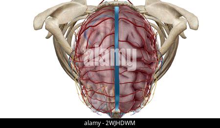 Das Gehirn erhält Blut von zwei Quellen, den inneren Karotis-Arterien, die an der Stelle im Hals entstehen, an der die gemeinsamen Karotis-Arterien bifur sind Stockfoto