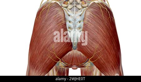 Das Becken ist der untere Teil des Rumpfes, der sich zwischen dem Bauch und den unteren Extremitäten befindet.3D-Rendering Stockfoto