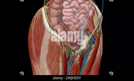 Das Becken ist der untere Teil des Rumpfes, der sich zwischen dem Bauch und den unteren Extremitäten befindet.3D-Rendering Stockfoto