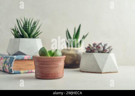 Haworthia, Lithops, Echeveria, Aloe. Zimmerpflanzen (Sukkulenten) in Töpfen auf hellem Hintergrund Stockfoto