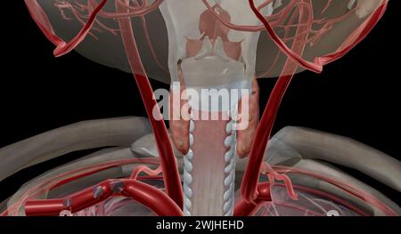 Es handelt sich um eine endokrine Drüse, da es ein Parathormon ausschüttet, das den Calciumspiegel im Blut kontrolliert. 3D-Rendering Stockfoto