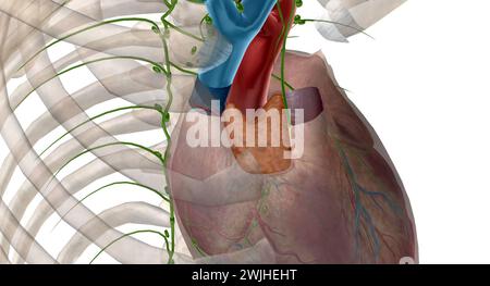 Das endokrine System produziert und setzt Hormone frei, die die Funktionen Ihres Körpers steuern. 3D-Rendering Stockfoto