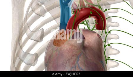 Das endokrine System produziert und setzt Hormone frei, die die Funktionen Ihres Körpers steuern. 3D-Rendering Stockfoto