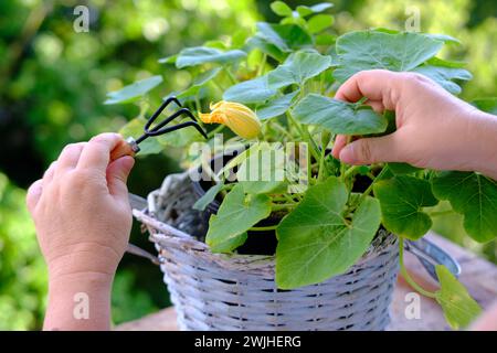 Weibliche Hände kümmern sich um Kürbisgemüse, Hintergrund des Frühlingsgrünen Laubs von Bäumen, saisonale Blüte, Gartenarbeit, Förderung der Vorteile im Freien AC Stockfoto