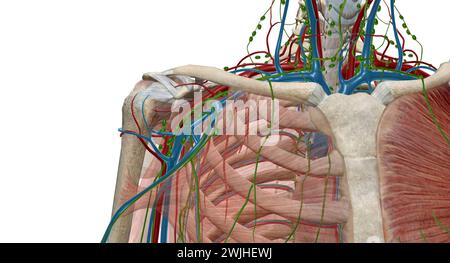 Die axillären Lymphknoten sind eine Sammlung von 5 Gruppen von Lymphknoten im axillaren Bereich der oberen Extremität. 3D-Rendering Stockfoto