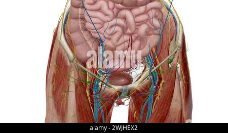 Das Becken ist der untere Teil des Rumpfes, der sich zwischen dem Bauch und den unteren Extremitäten befindet.3D-Rendering Stockfoto