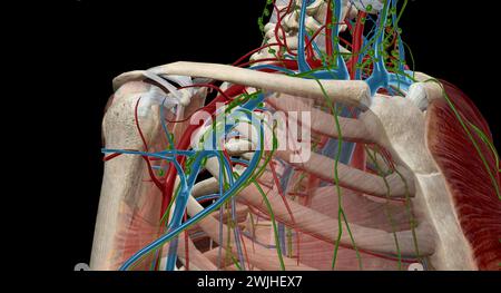 Die axillären Lymphknoten sind eine Sammlung von 5 Gruppen von Lymphknoten im axillaren Bereich der oberen Extremität. 3D-Rendering Stockfoto