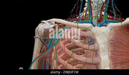 Die axillären Lymphknoten sind eine Sammlung von 5 Gruppen von Lymphknoten im axillaren Bereich der oberen Extremität. 3D-Rendering Stockfoto