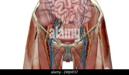 Das Becken ist der untere Teil des Rumpfes, der sich zwischen dem Bauch und den unteren Extremitäten befindet.3D-Rendering Stockfoto