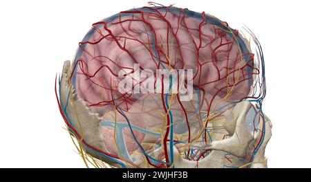 Das Gehirn erhält Blut von zwei Quellen, den inneren Karotis-Arterien, die an der Stelle im Hals entstehen, an der die gemeinsamen Karotis-Arterien bifur sind Stockfoto