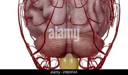 Es unterstützt den Blutfluss sowohl aus dem vorderen als auch dem hinteren Teil des Gehirns. Es ist ein Bestandteil des Hirnkreislaufs und besteht aus fünf Arterien Stockfoto