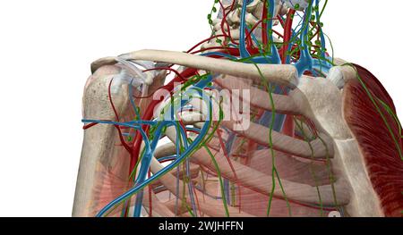 Die axillären Lymphknoten sind eine Sammlung von 5 Gruppen von Lymphknoten im axillaren Bereich der oberen Extremität. 3D-Rendering Stockfoto