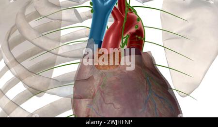 Das endokrine System produziert und setzt Hormone frei, die die Funktionen Ihres Körpers steuern. 3D-Rendering Stockfoto