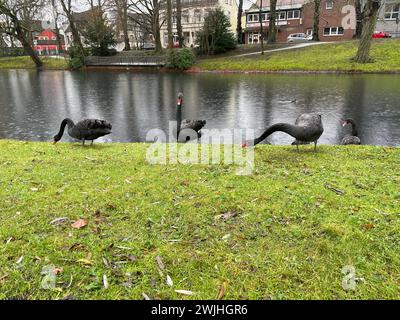 Eine Gruppe wunderschöner schwarzer Schwäne, die sich auf dem grünen Gras neben einem kleinen See in der Stadt Jever, Deutschland, ernähren Stockfoto