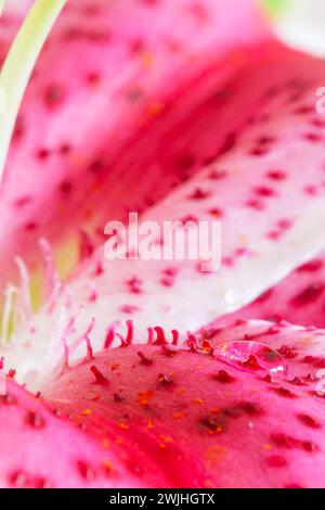 Makrobild eines Wassertropfens und gelben Pollen auf dem Blütenblatt einer magentarosa und weißen Lilienblüte, mit weichem Hintergrund. Stockfoto