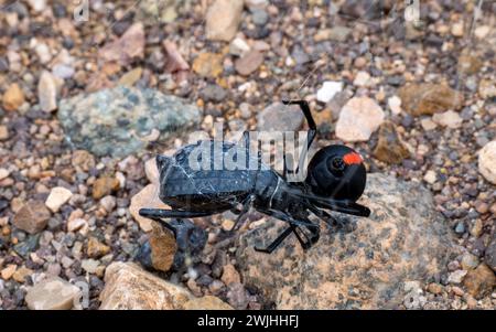 Weibliche Redbackspinne isst Käfer, Oman Stockfoto