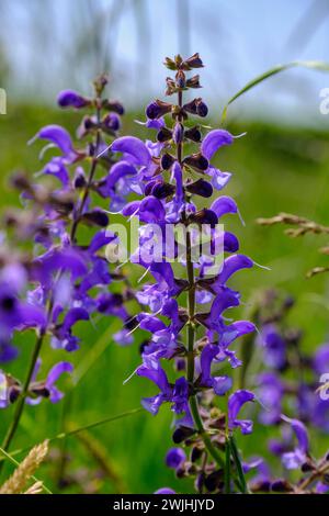 wiesenklauch (Salvia pratensis), Blumen, Nahaufnahme, Oberfranken, Bayern, Deutschland Stockfoto