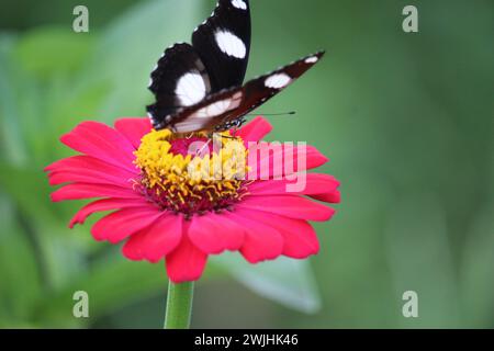 Nahaufnahme eines schwarz-weißen Schmetterlings, der Honigsaft aus einer rosa Papierblume saugt Stockfoto