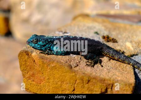 Blauköpfiger Agama, blauköpfiger Agama, Eidechse, Cape Point, Kap der Guten Hoffnung, Kap-Halbinsel, Westkap, Südafrika Stockfoto