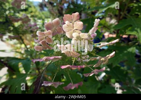 Eichenblättrige Hortensie - Hydrangea quercifolia Stockfoto