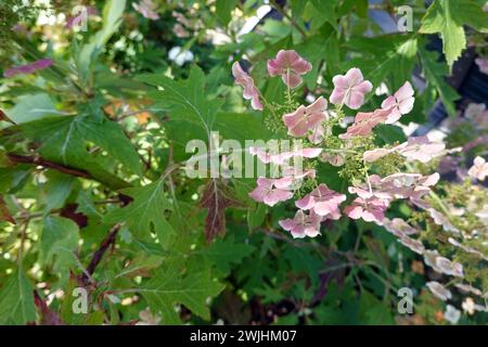 Eichenblättrige Hortensie - Hydrangea quercifolia Stockfoto