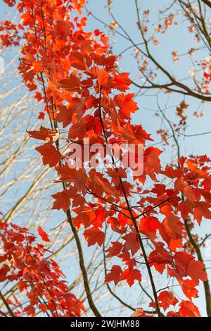 Roter Ahorn (Acer rubrum „October Glory“) Stockfoto