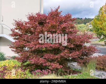 Roter Fächerahorn (Acer palmatum „Atropurpureum“) Stockfoto