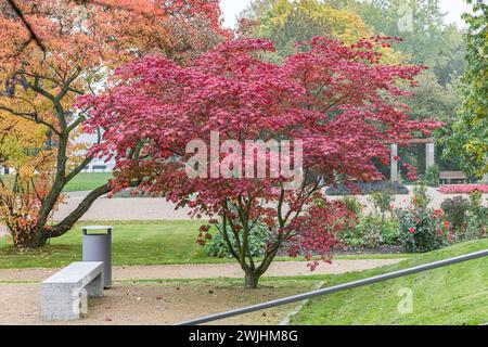 Herbst im Sommerblumengarten, japanischer Ahorn (Acer japonicum 'Aconitifolium'), Treptower Park Berlin Stockfoto