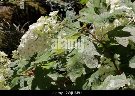 Eichenblättrige Hortensie - Hydrangea quercifolia Stockfoto