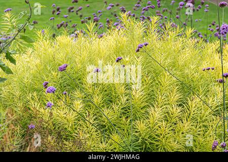 Blauer Sternenbusch (Amsonia hubrichtii) Stockfoto