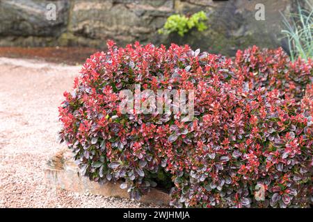 Rote Zwergberitze (Berberis thunbergii „Bagatelle“) Stockfoto