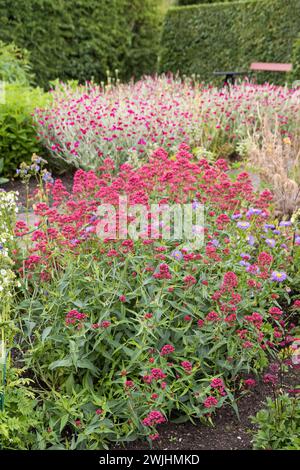 Rote Sporenblume (Centranthus ruber 'coccineus') Stockfoto