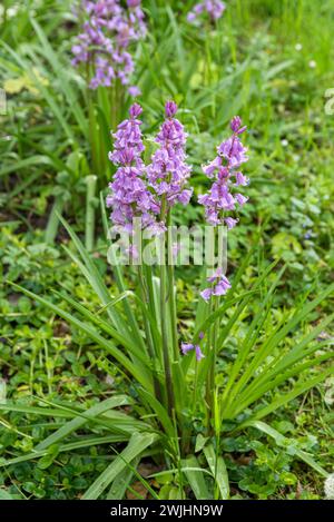 Spanische Blauglocke (Hyacinthoides hispanica „Rose Queen“) Stockfoto