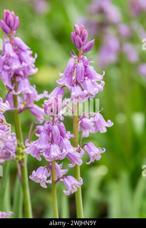 Spanische Blauglocke (Hyacinthoides hispanica „Rose Queen“) Stockfoto