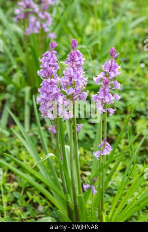 Spanische Blauglocke (Hyacinthoides hispanica „Rose Queen“) Stockfoto